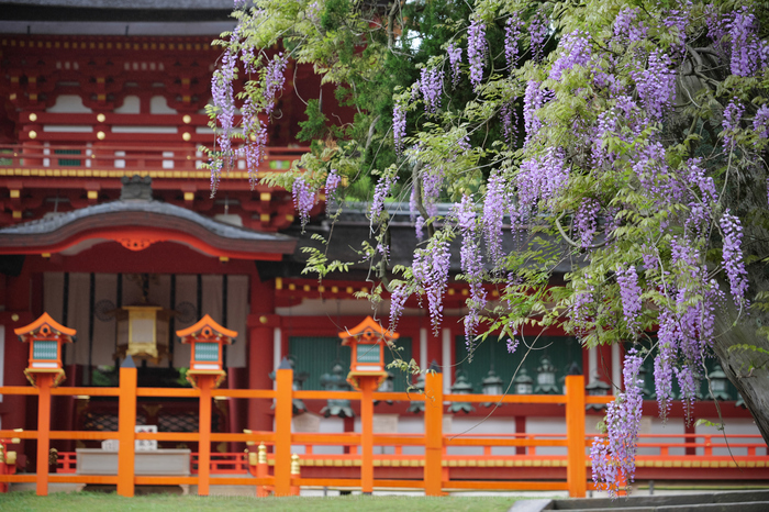 お写ん歩: 花（春）アーカイブ