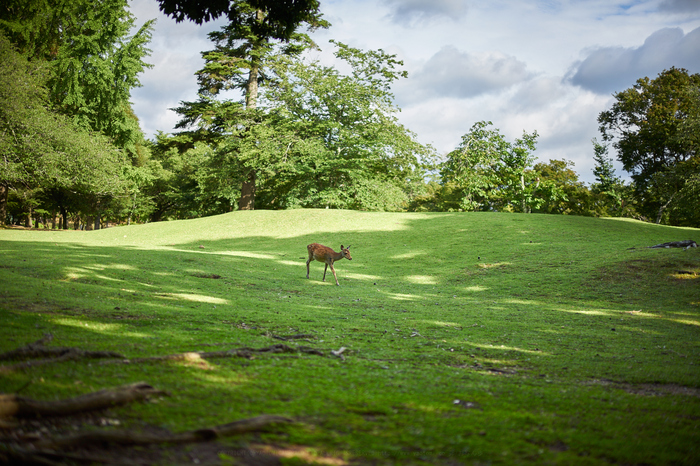 7II03952,50 mm,F1.2,iso100.jpg