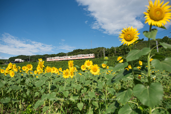 奈良 五條 上野公園のひまわり 2019 ／ OLYMPUS OM-D E-M1 MarkII (Ver