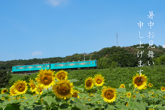 奈良 五條 上野公園のひまわり 2019 ／ OLYMPUS OM-D E-M1 MarkII (Ver