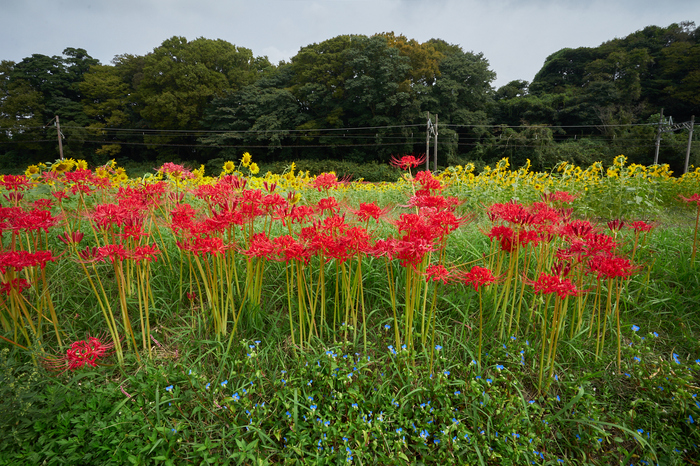 7II08712,17 mm,F16,iso160.jpg