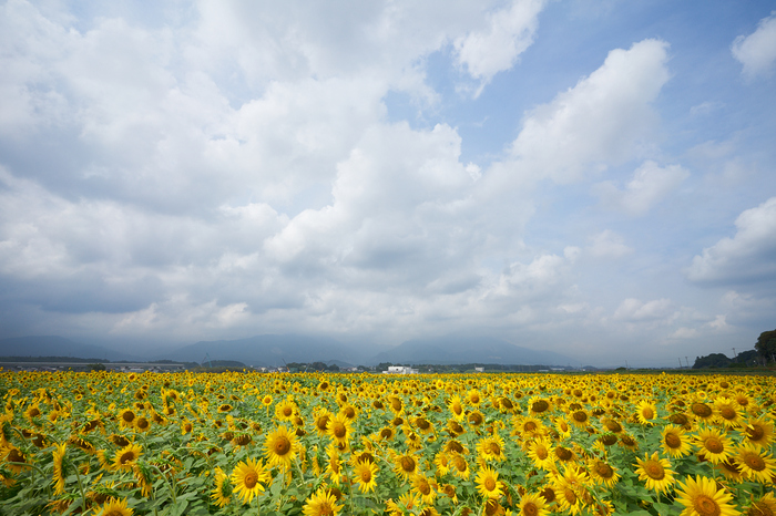 7II08724,17 mm,F10,iso100.jpg