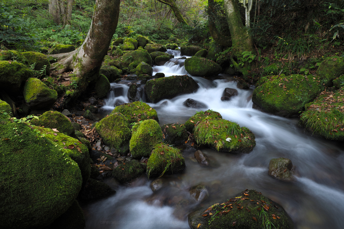 PA300188 (2),12 mm,F8,iso64.jpg