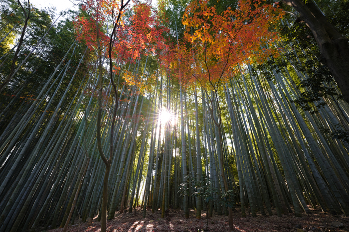 SDIM1257,14 mm,F14,iso500 1.jpg