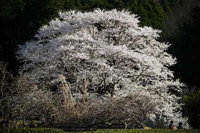 SDIM4493_2020yaotomi.jpg