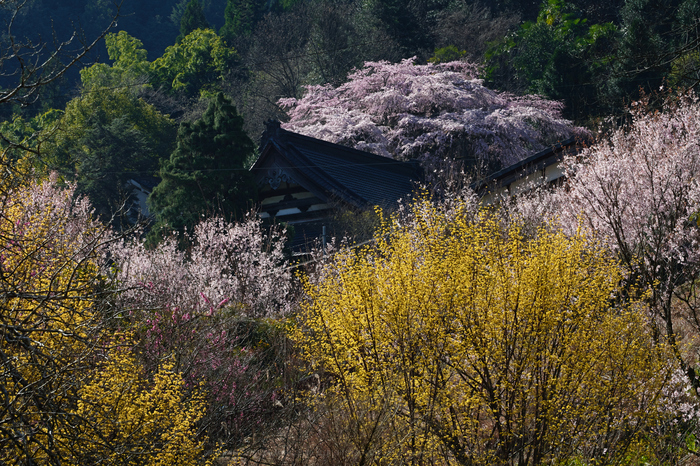 SDIM4251_2020yaotomi.jpg