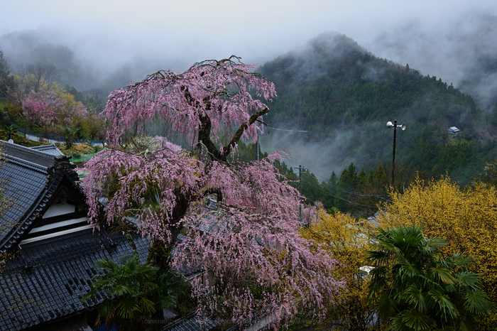 SDIM4636_2020yaotomi.jpg