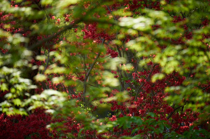 7II00365,180 mm,F2.8,iso100_2020yaotomi.jpg