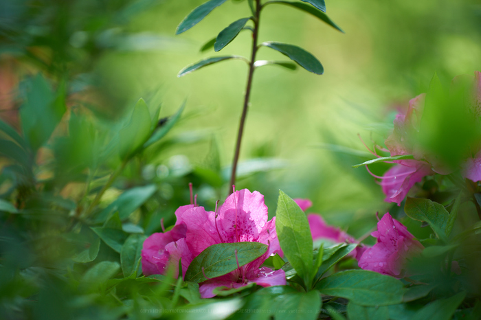 7II00463,180 mm,F2.8,iso100_2020yaotomi.jpg