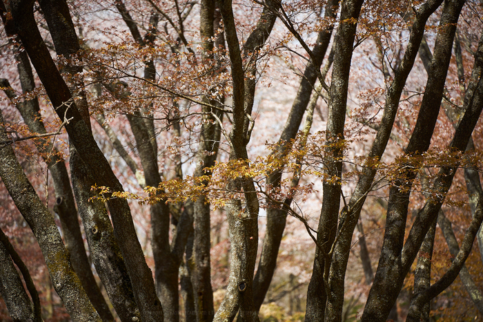 7II00715,180 mm,F2.8,iso100_2020yaotomi.jpg