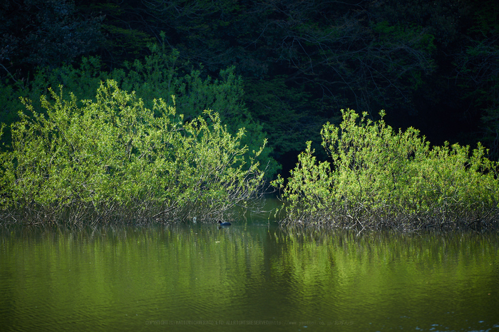 7II00807,172 mm,F2.8,iso100_2020yaotomi.jpg