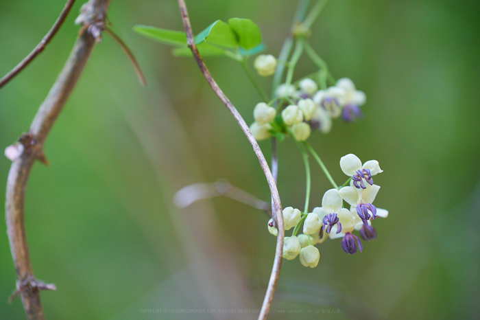 7II00895,180 mm,F3.5,iso500_2020yaotomi.jpg