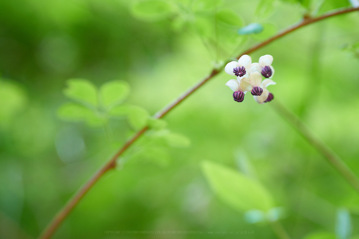 7II00929,85 mm,F3.2,iso200_2020yaotomi.jpg