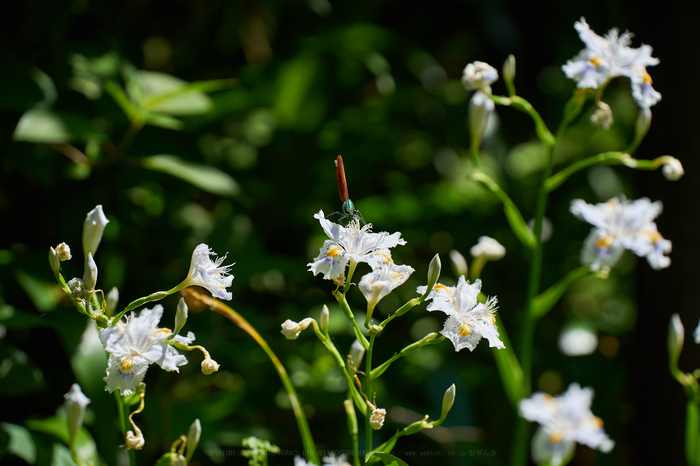 7II00976,180 mm,F4.5,iso400_2020yaotomi.jpg