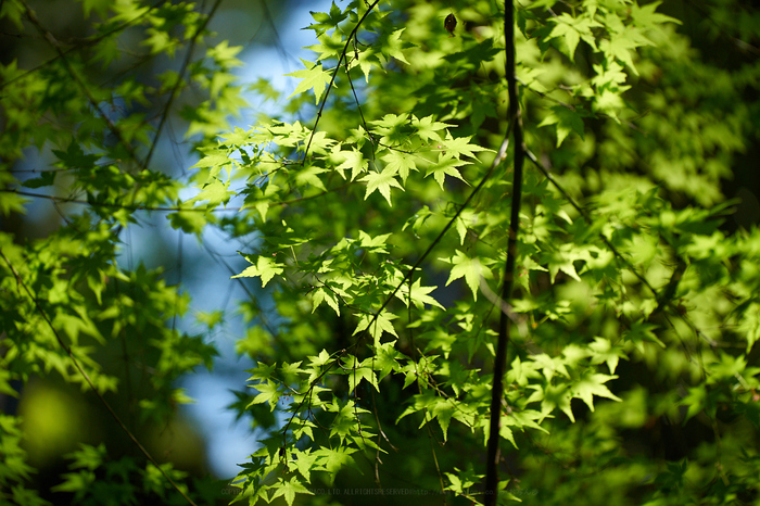 7II00988,180 mm,F2.8,iso400_2020yaotomi.jpg