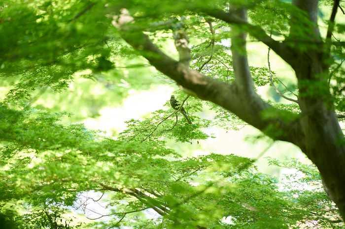 7II01030,180 mm,F2.8,iso400_2020yaotomi.jpg