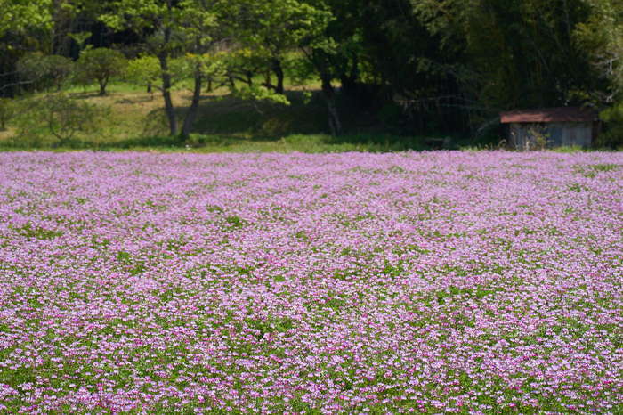 7II01053,152 mm,F10,iso400_2020yaotomi.jpg