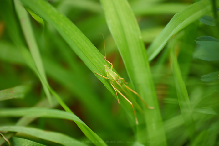 7II01163,180 mm,F2.8,iso100_2020yaotomi.jpg