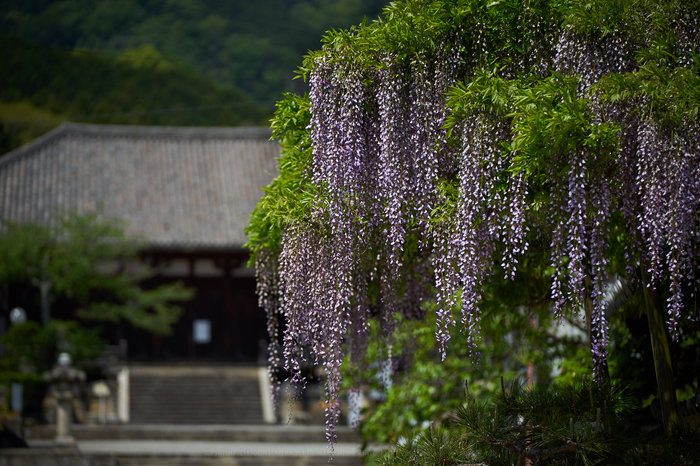 7II01197,132 mm,F2.8,iso100_2020yaotomi.jpg