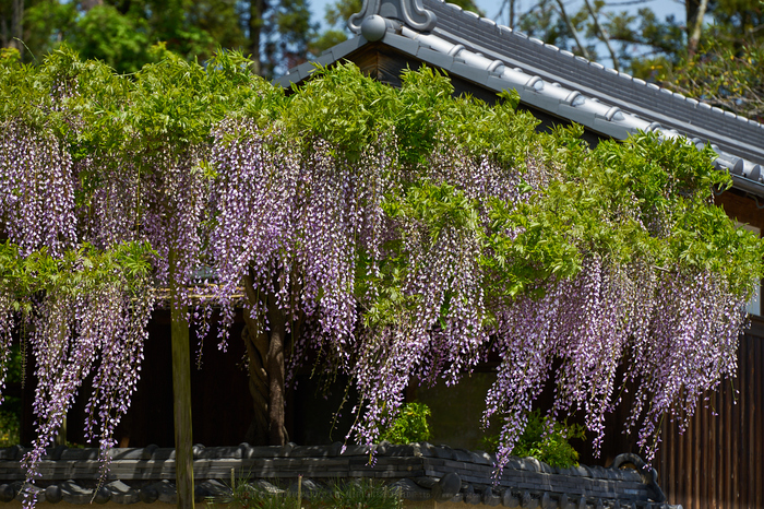 7II01237,180 mm,F6.3,iso100_2020yaotomi.jpg