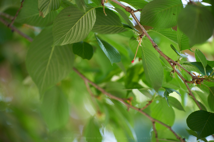 7II01246,180 mm,F2.8,iso160_2020yaotomi.jpg