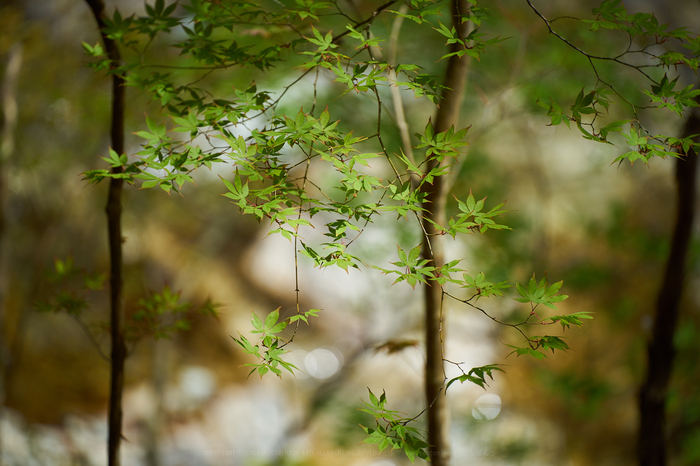 7II01290,180 mm,F2.8,iso100_2020yaotomi.jpg