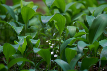 7II01448,180 mm,F4,iso100_2020yaotomi.jpg