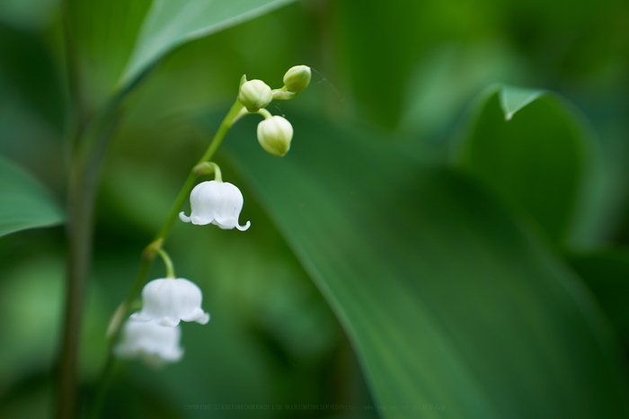 7II01511,70 mm,F6.3,iso100_2020yaotomi.jpg