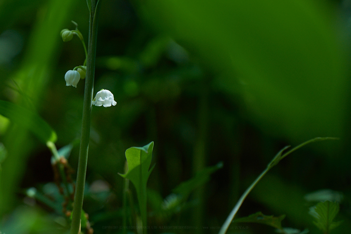 7II01587,180 mm,F3.2,iso100_2020yaotomi.jpg