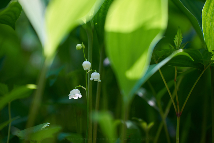 7II01599,180 mm,F3.2,iso160_2020yaotomi.jpg