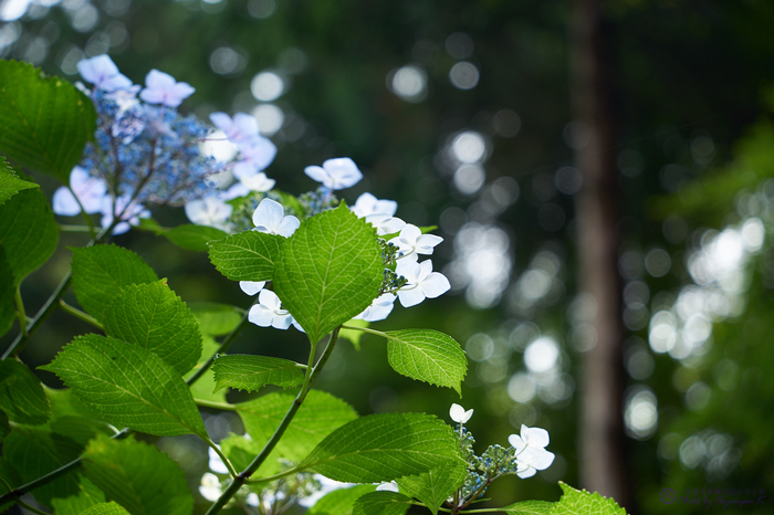 7II01733,95 mm,F4.5,iso100_2020yaotomi.jpg