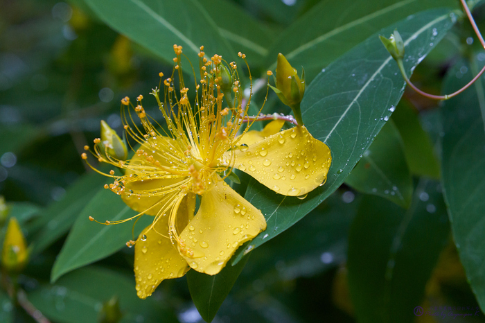 7II01738,200 mm,F10,iso1600_2020yaotomi.jpg