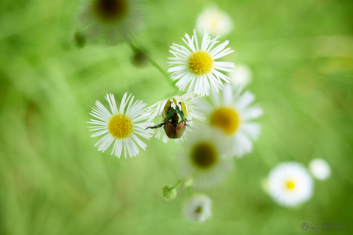 7II01900,28 mm,F2.8,iso100_2020yaotomi.jpg