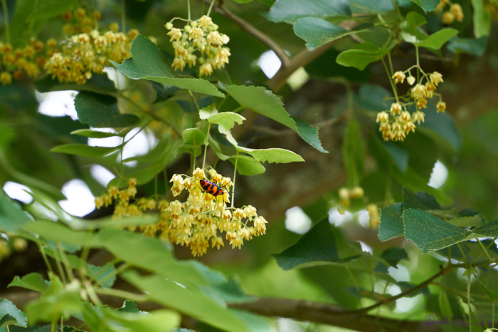 7II02135,200 mm,F7.1,iso1000_2020yaotomi.jpg