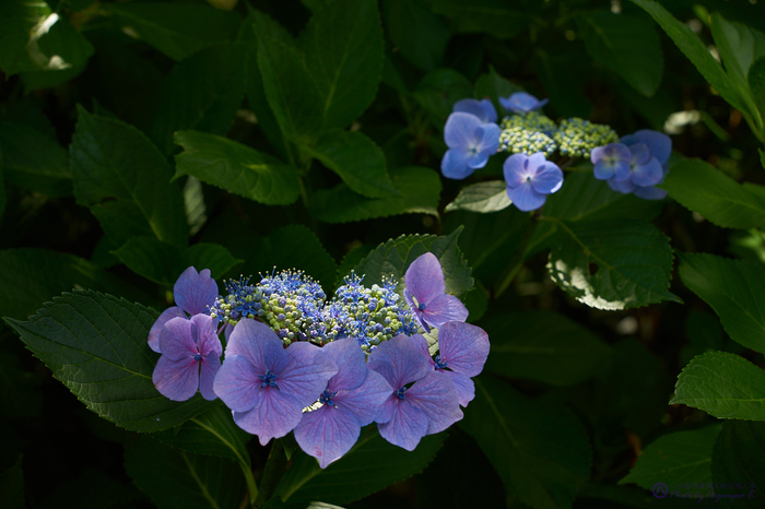 7II02448,85 mm,F6.3,iso100_2020yaotomi.jpg