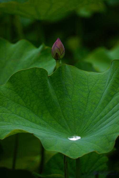 SDIM7000,337 mm,F8,iso100_2020yaotomi.jpg