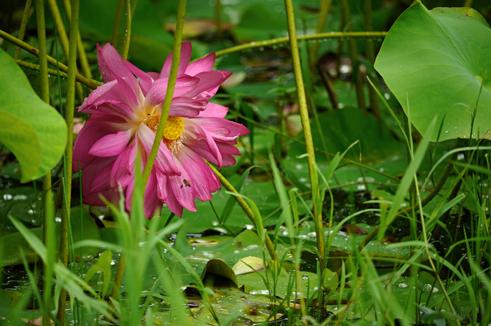 SDIM7036,400 mm,F6.3,iso400_2020yaotomi.jpg