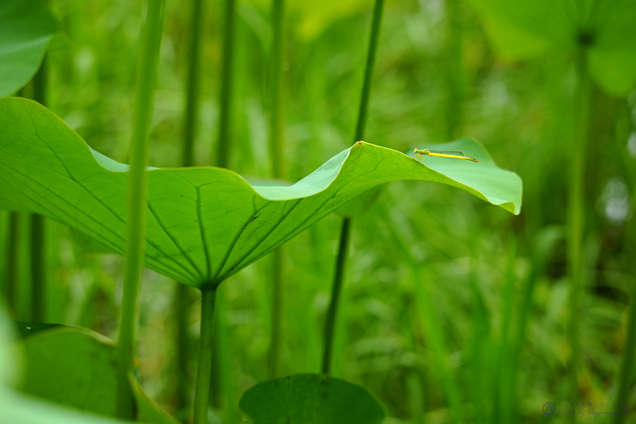 SDIM7193,157 mm,F5.6,iso640_2020yaotomi.jpg