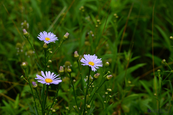 SDIM7835,174 mm,F9,iso320_2020yaotomi.jpg