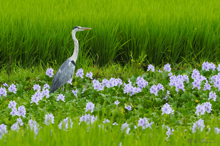 P8140054,300 mm,F9,iso200_2020yaotomi.jpg