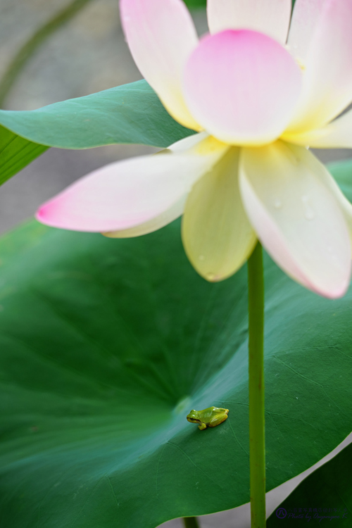 SDIM8310,206 mm,F6.3,iso400_2020yaotomi.jpg