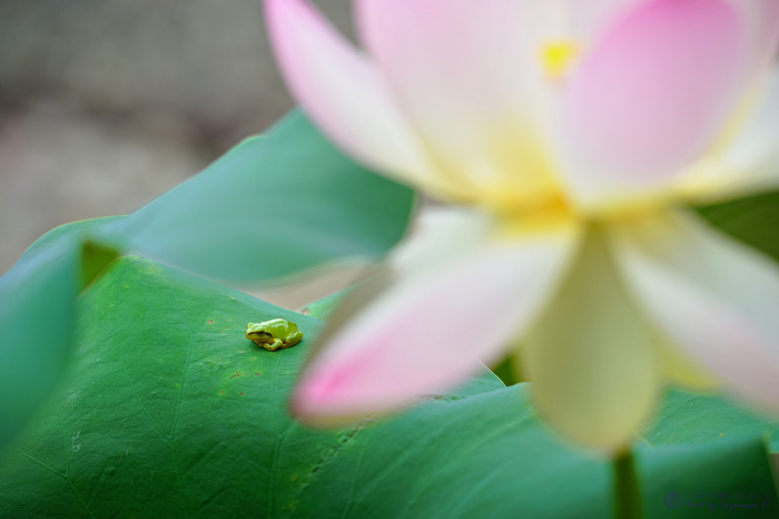 SDIM8337,249 mm,F6.3,iso400_2020yaotomi.jpg