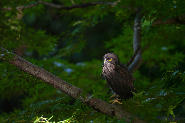 SDIM8572,560 mm,F9,iso6400_2020yaotomi.jpg