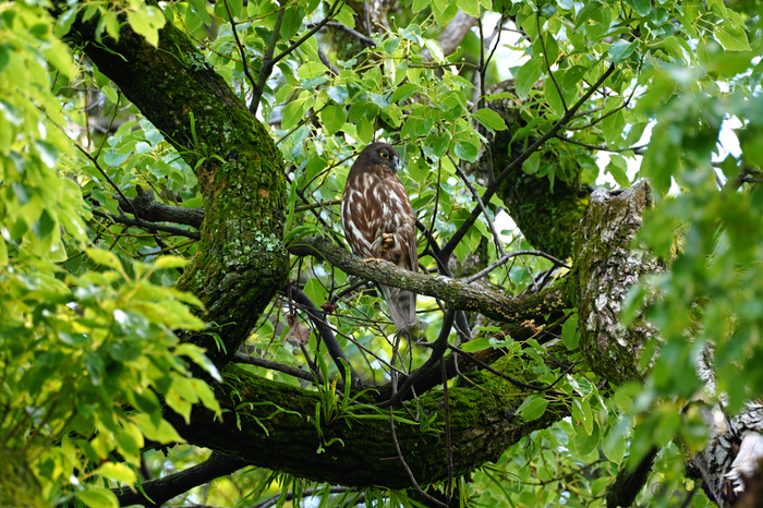 SDIM8628,800 mm,F13,iso400_2020yaotomi.jpg