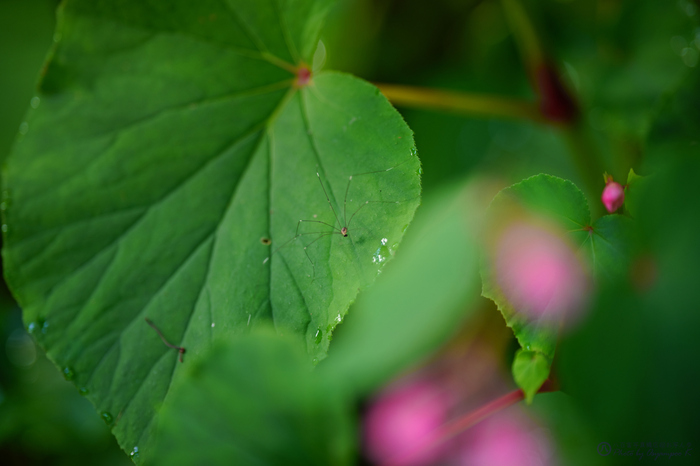 SDIM9546fk,20200826.jpg