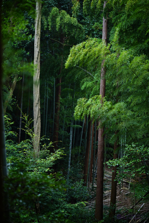 SIGMA fp022,85 mm,F1.4,iso125,yaotomi.jpg