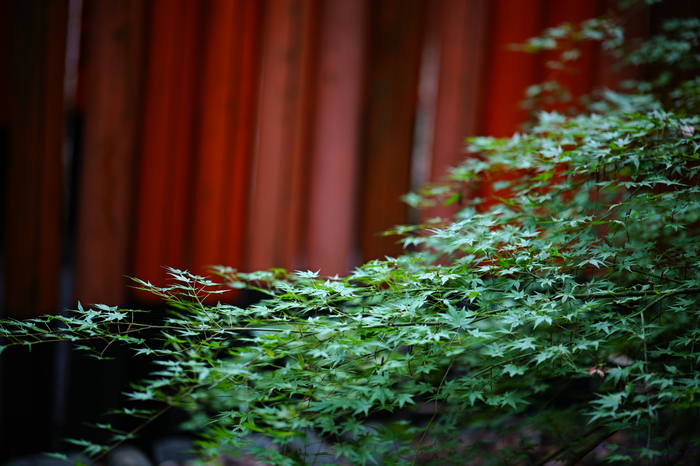 SIGMA fp040,85 mm,F1.4,iso200,yaotomi.jpg