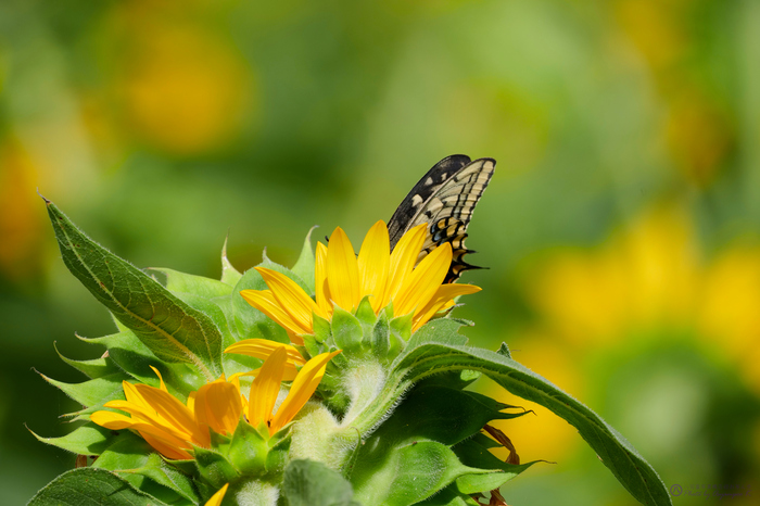 _1031824,800 mm,F13,iso500_2020yaotomi.jpg