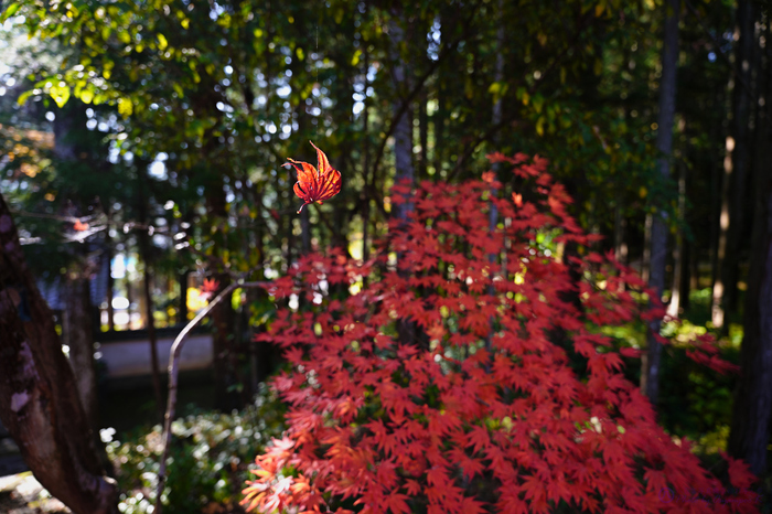 SDIM3801,SIGMA fp,24 mm_2020yaotomi.jpg