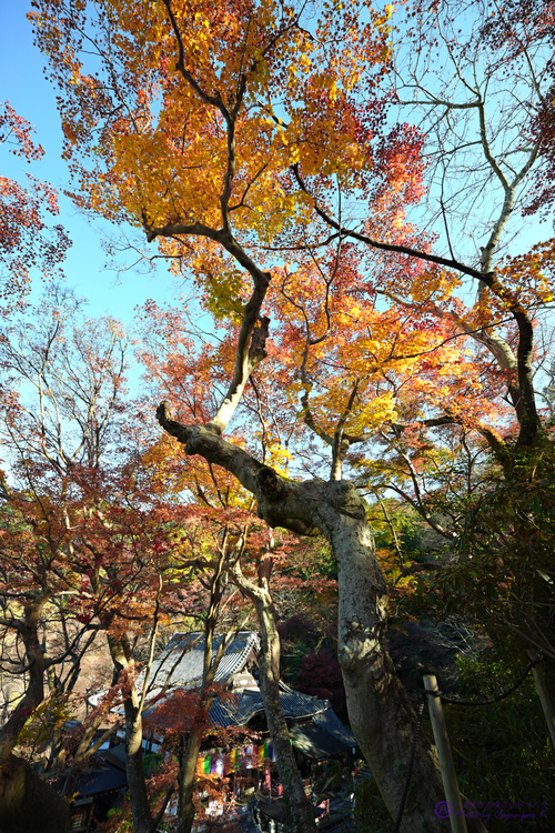 SDIM4287,SIGMA fp,14 mm_2020yaotomi.jpg